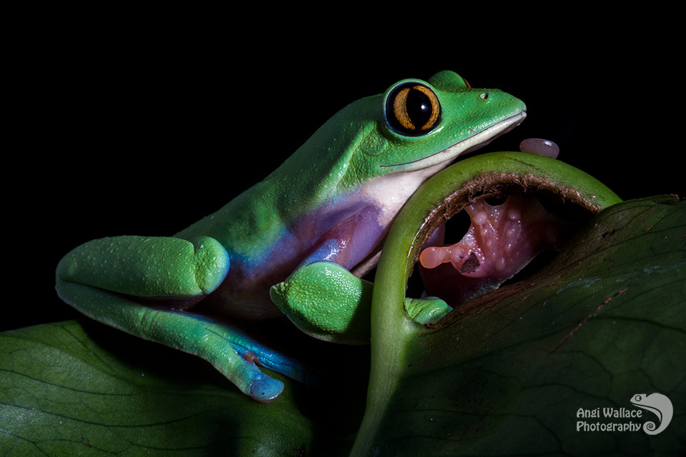 Blue sided tree frog