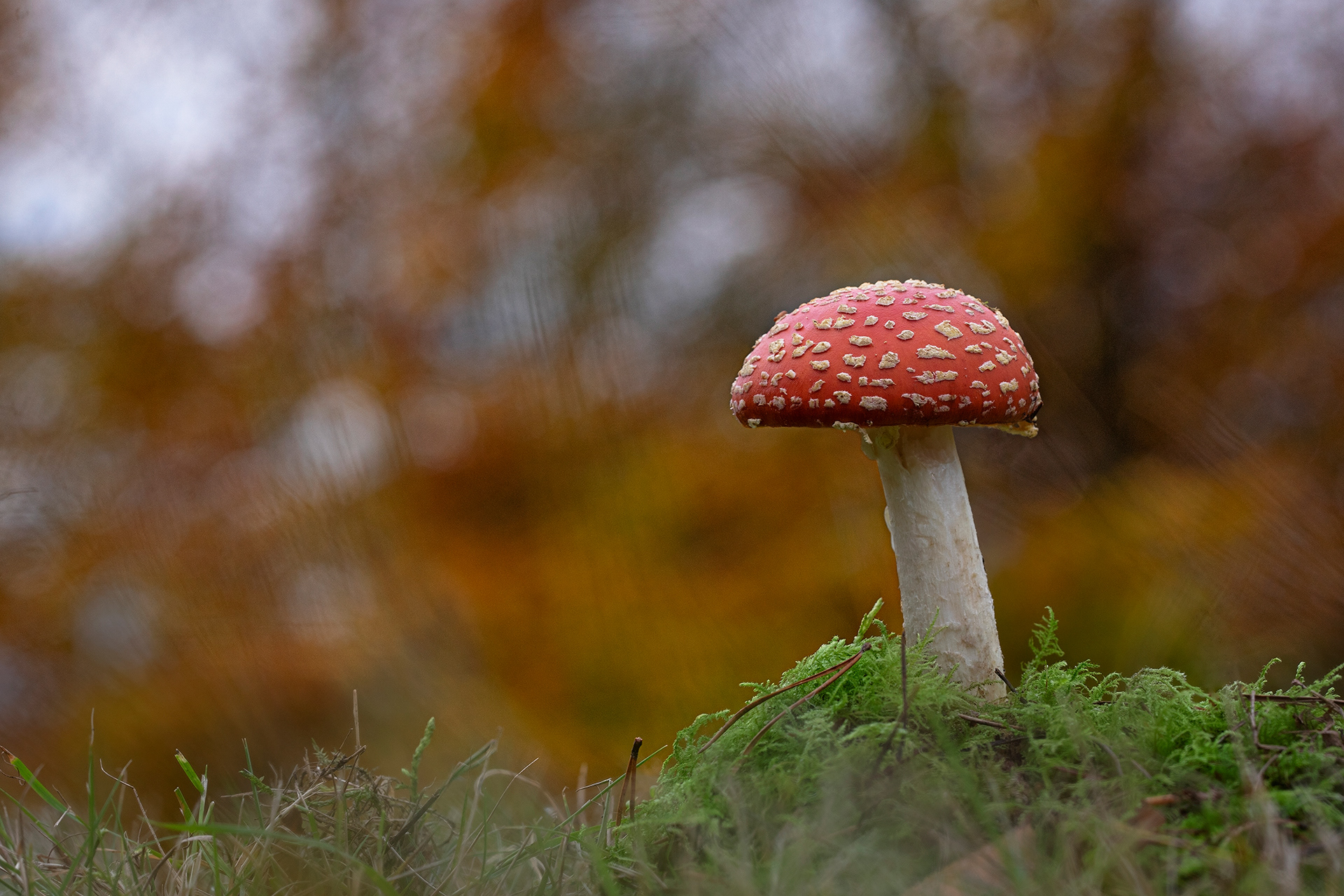 Fly agaric