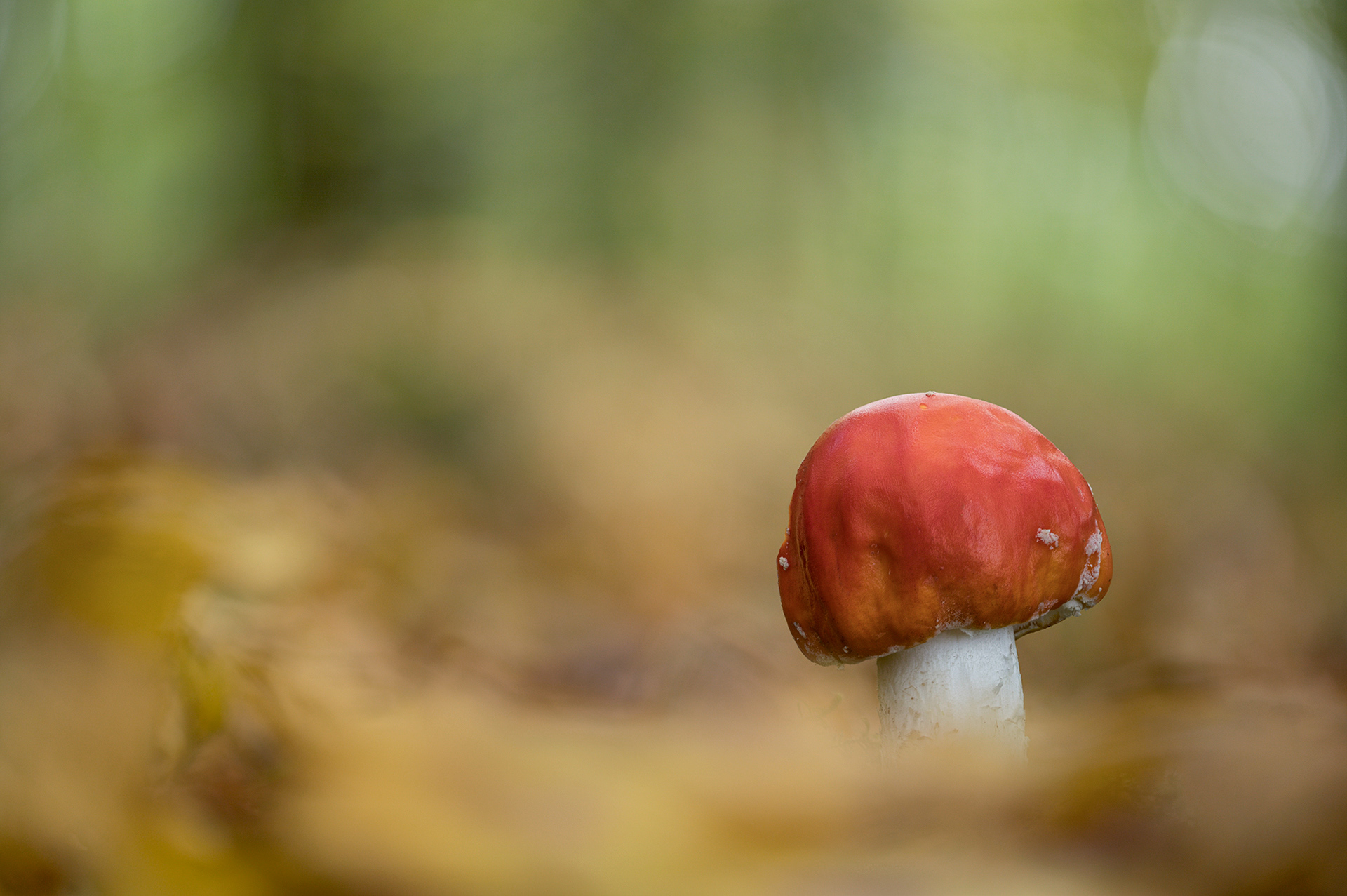 Fly agaric
