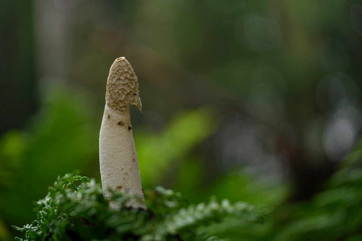 Common stinkhorn