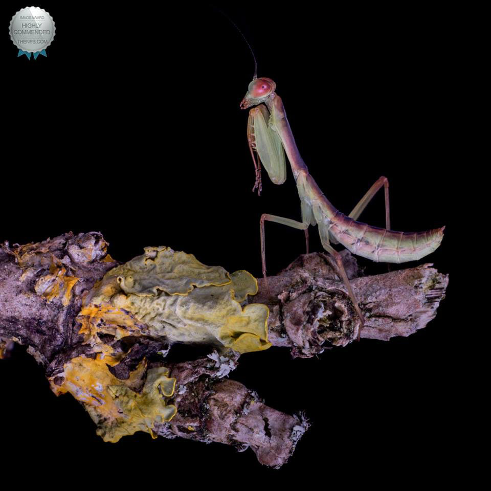 Red Devil mantis