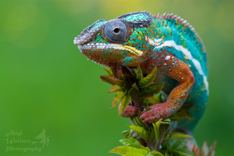 Panther chameleon
