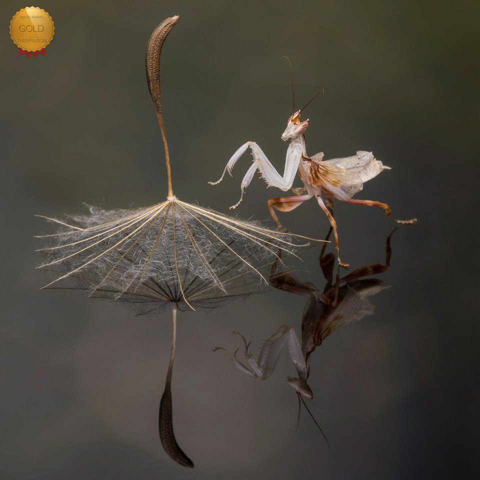 Orchid mantis
