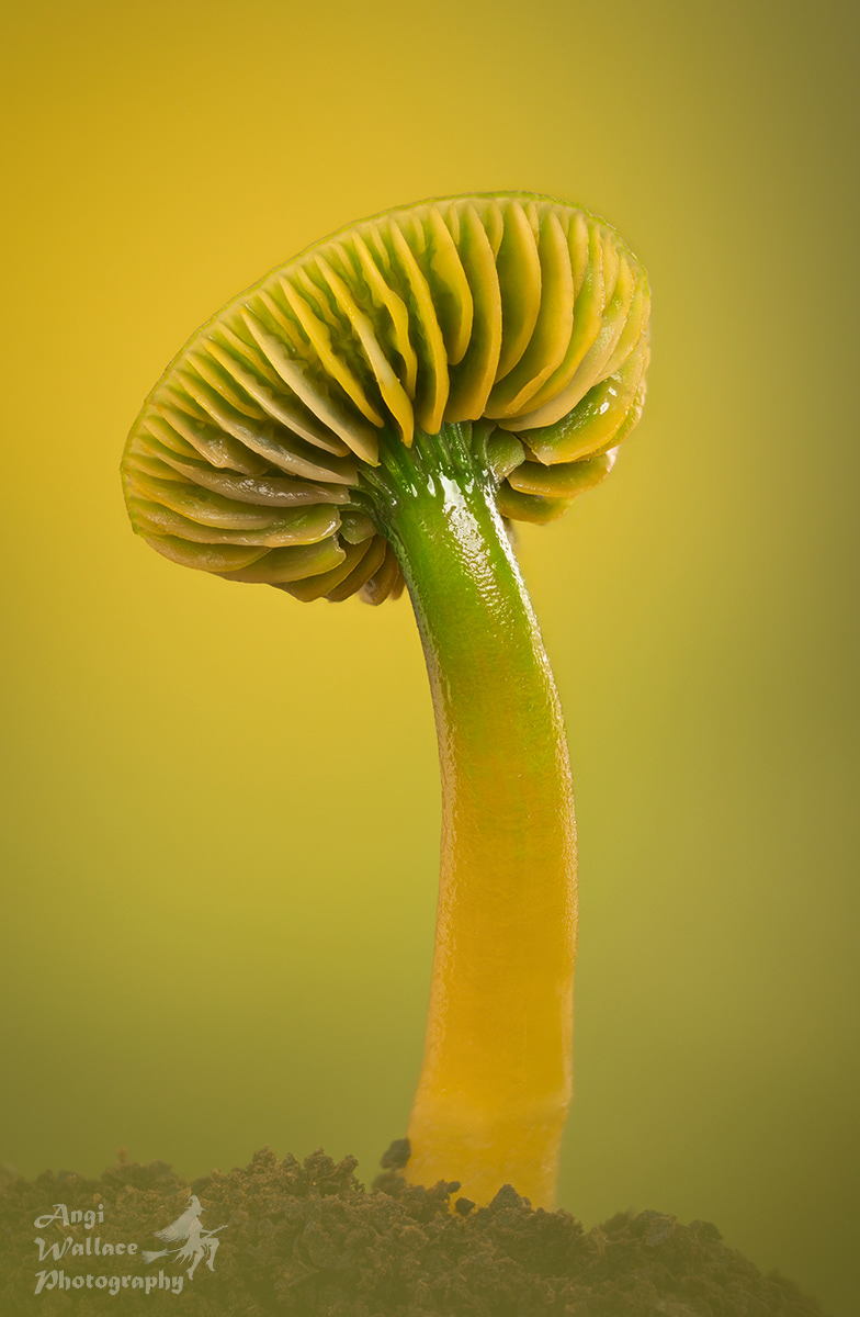 Parrot waxcap