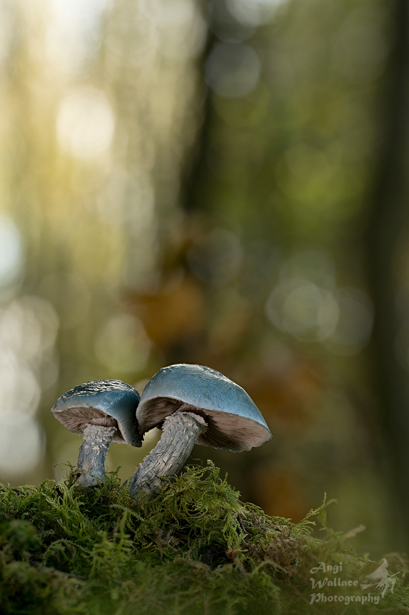 Blue roundheads
