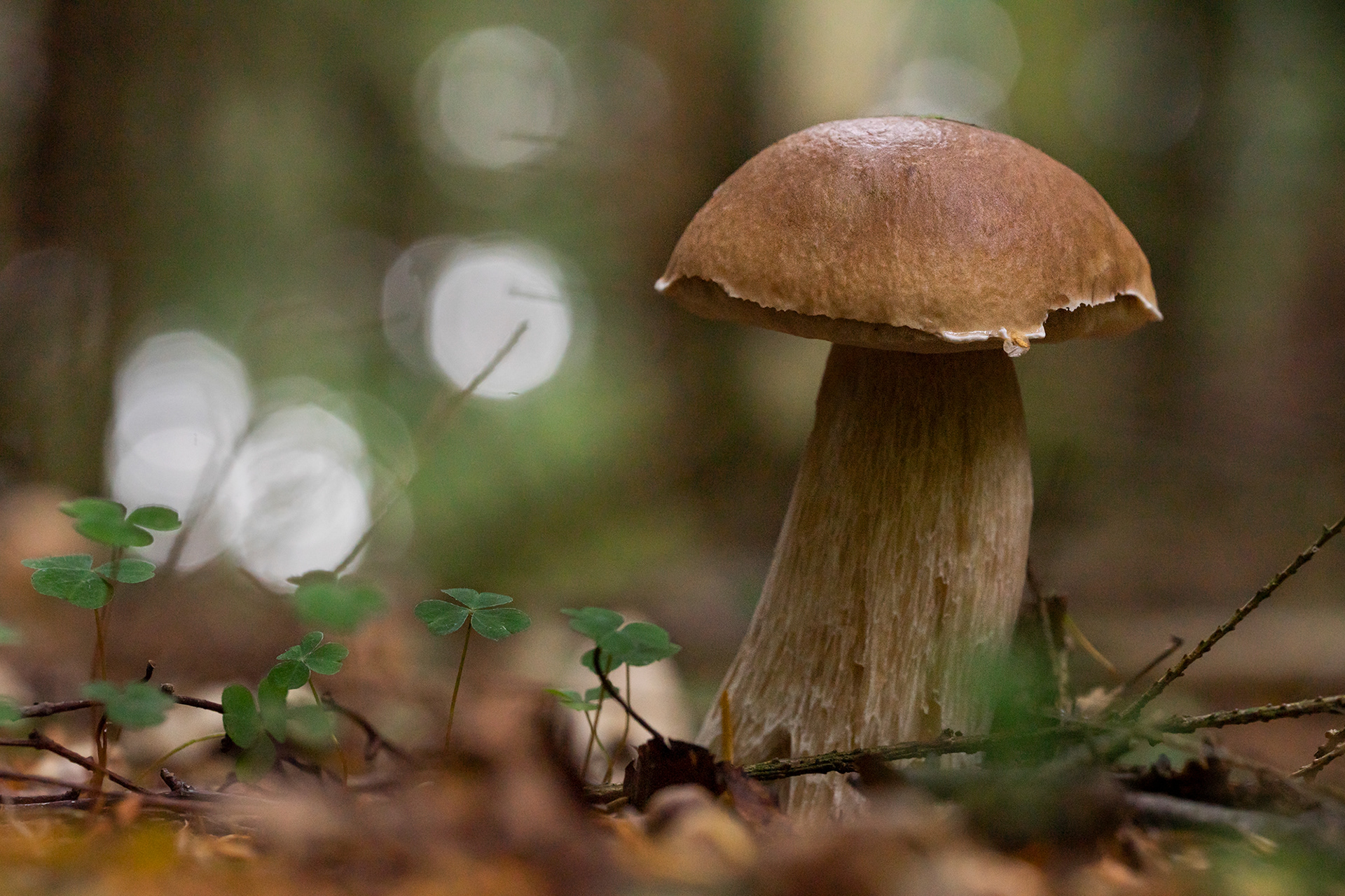 Bolete