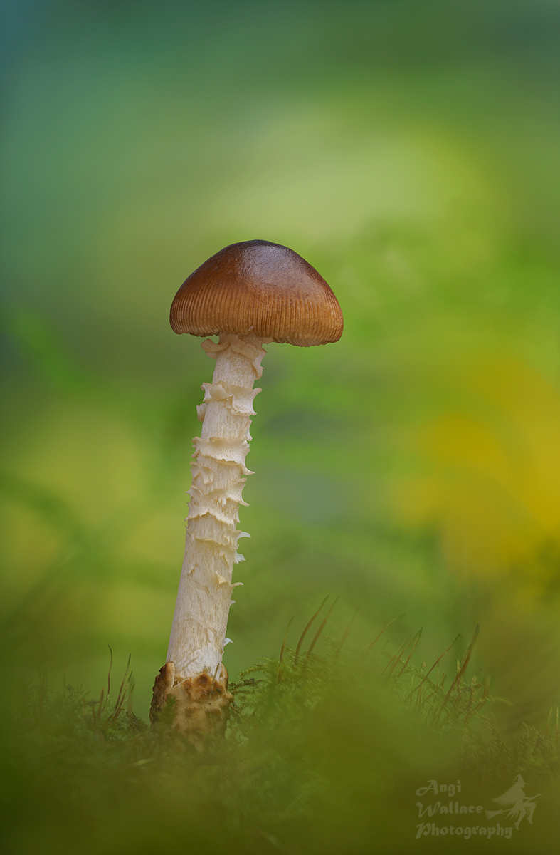 Tawny grisette