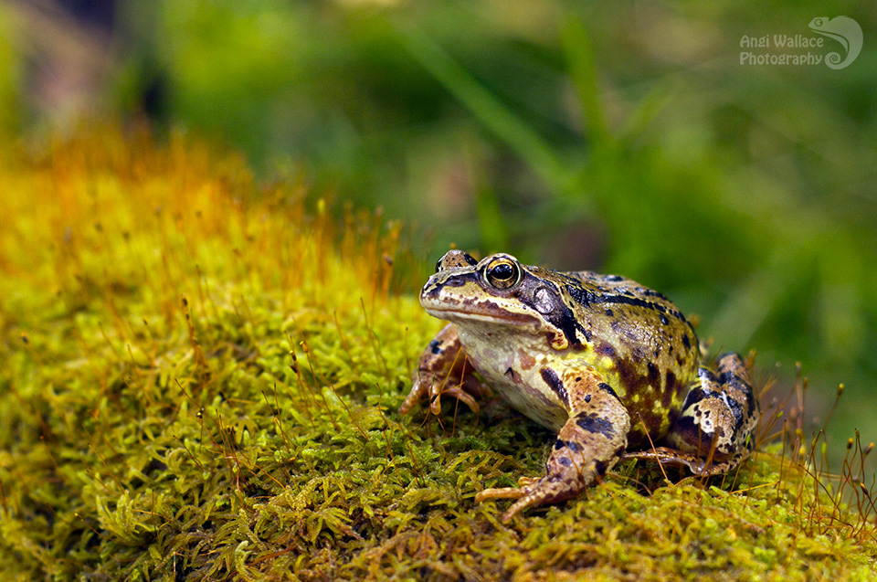 Common frog