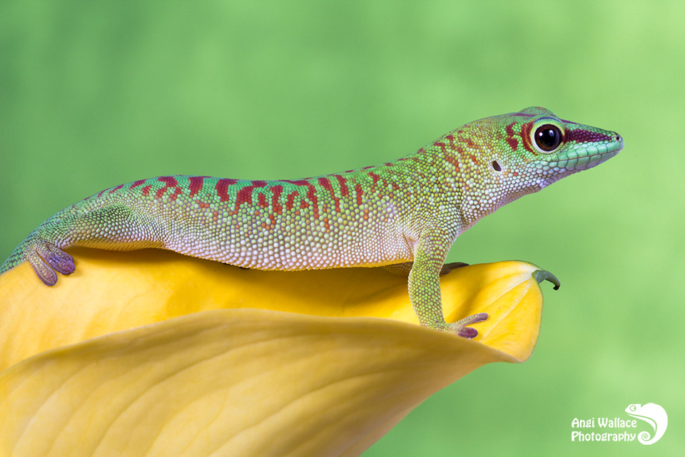 Madagascan day gecko
