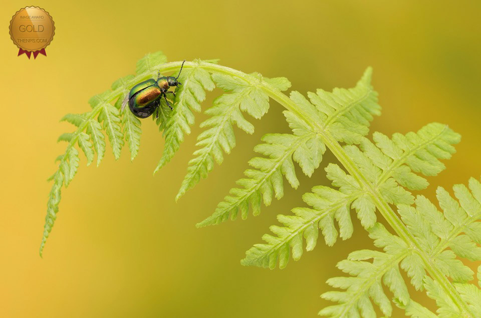 Green dock beetle