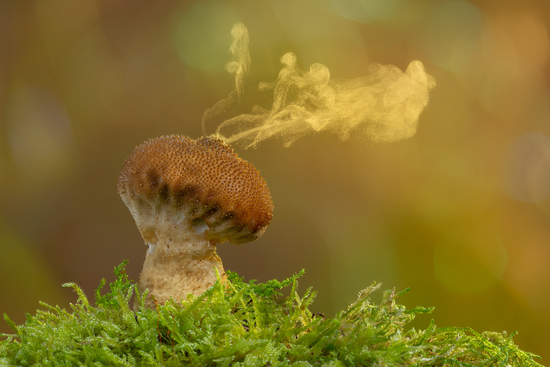 Puffball and spores