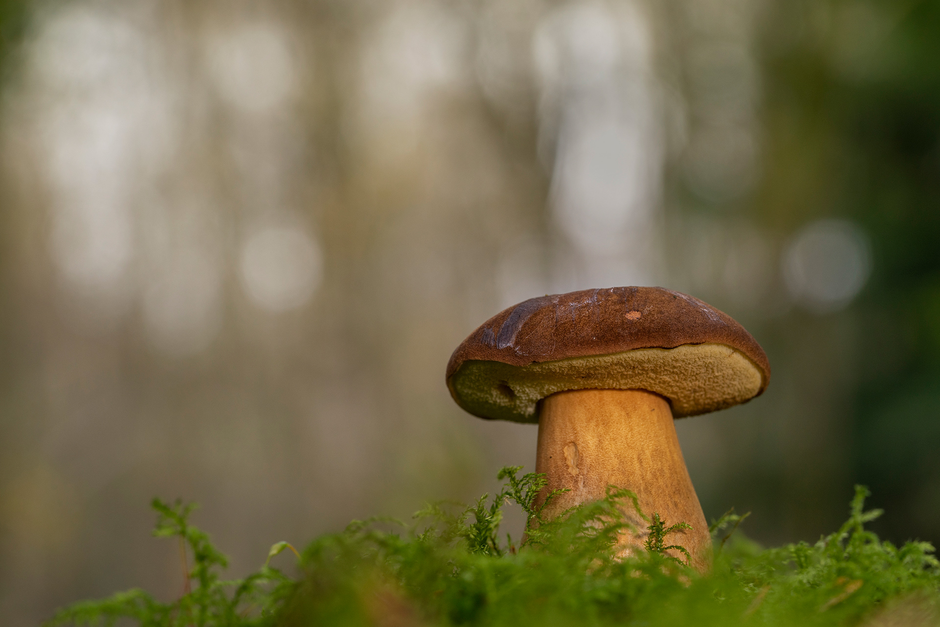 Bolete