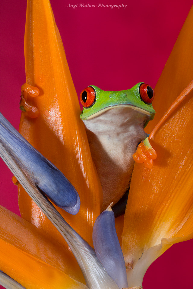 Red eyed tree frog