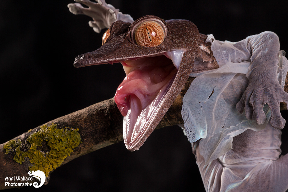 Giant leaf tailed gecko sloughing skin