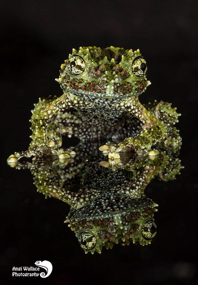 Vietnamese mossy frog
