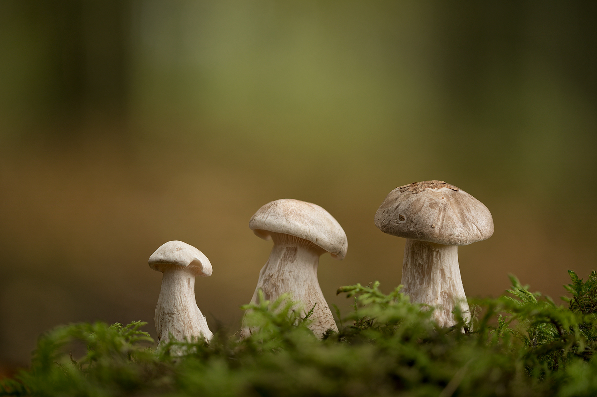 Clouded agarics