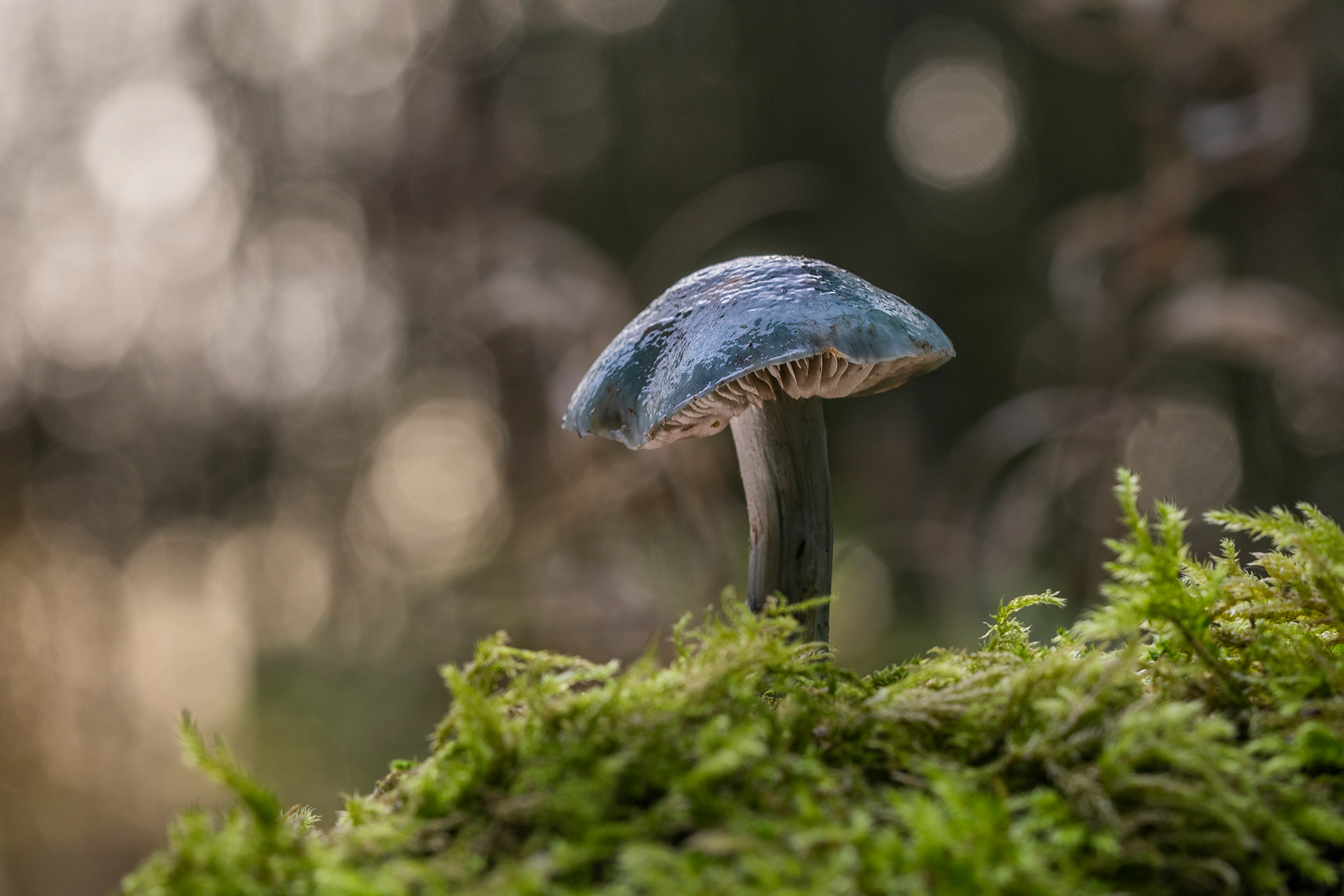 Blue roundhead