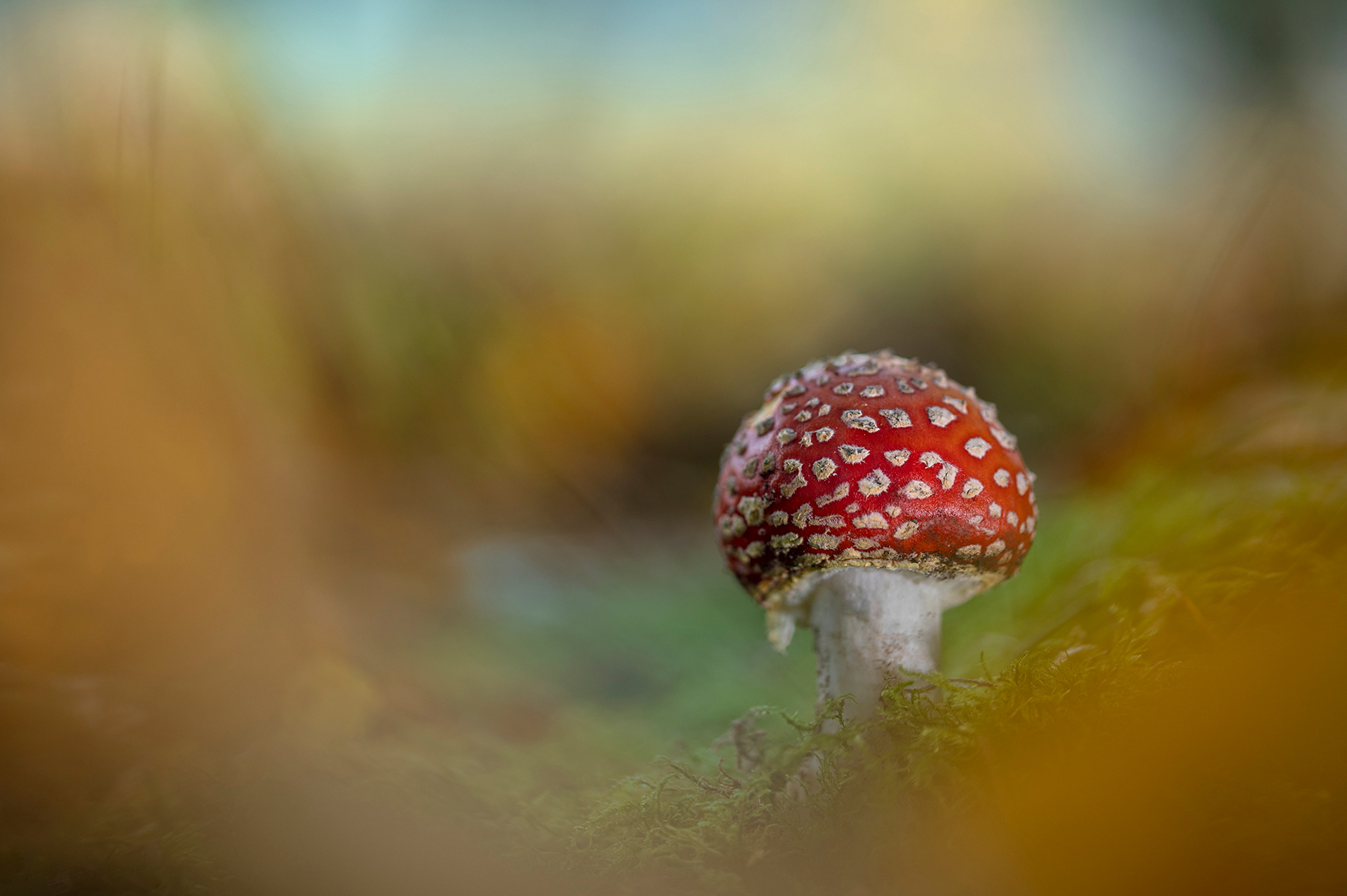 Fly agaric