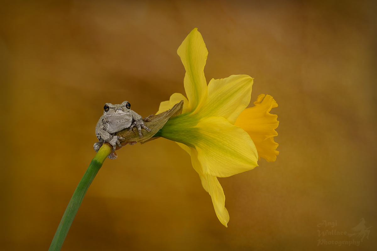 Gray tree frog