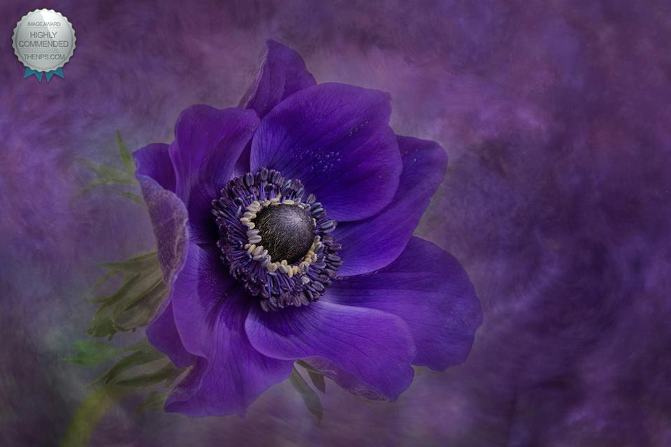 Anemone