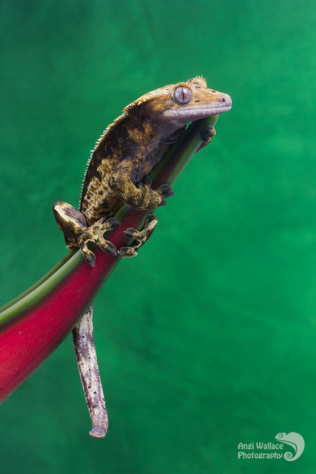 Crested gecko