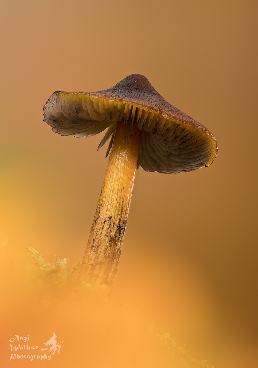 Blackening waxcap