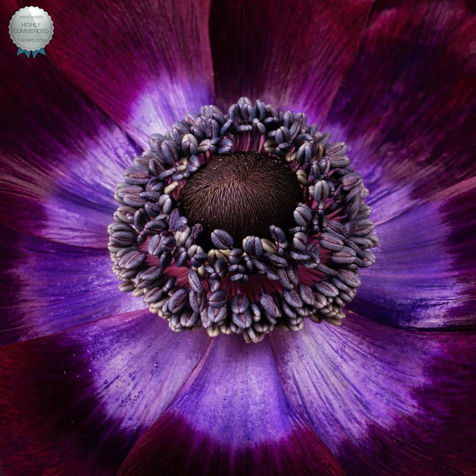 Anemone