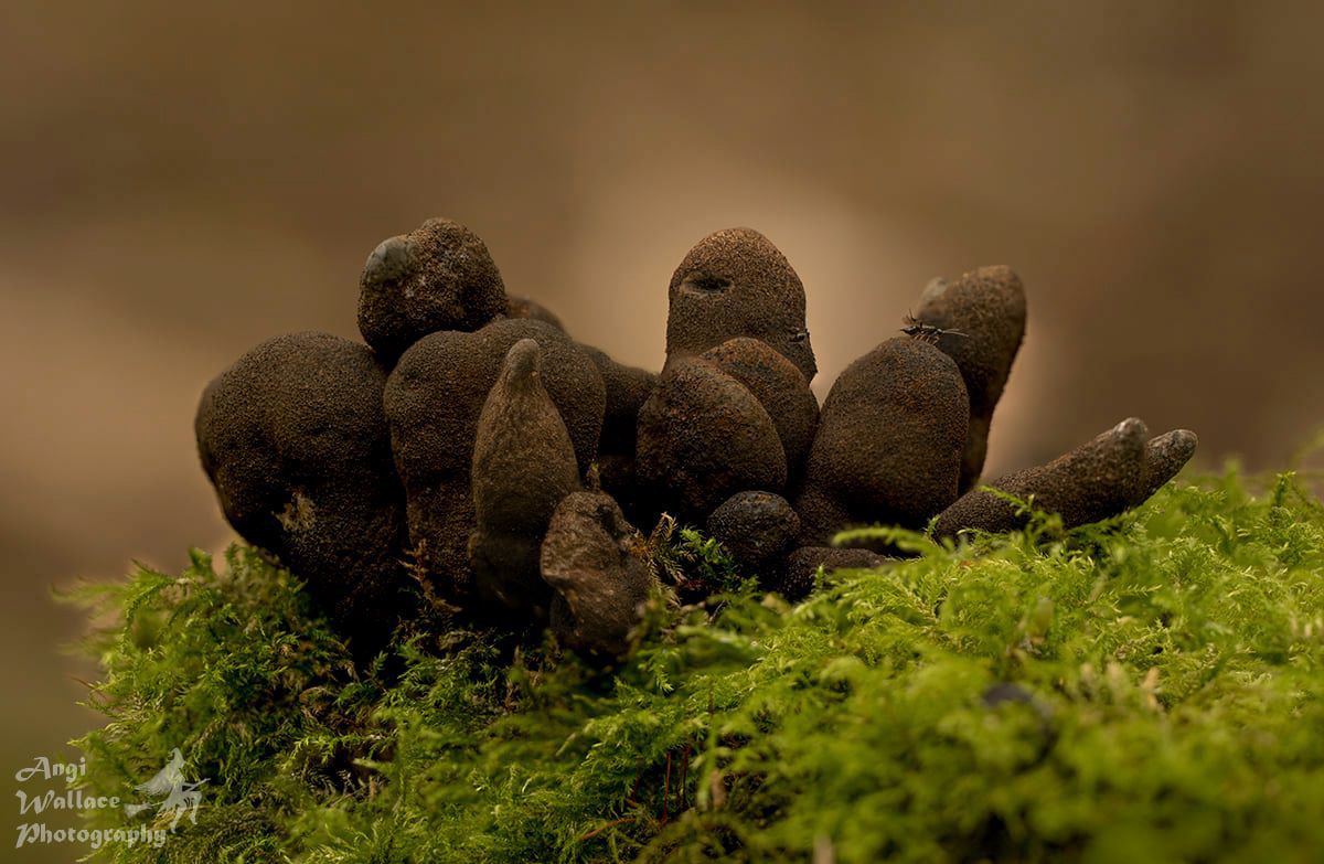 Dead mans fingers