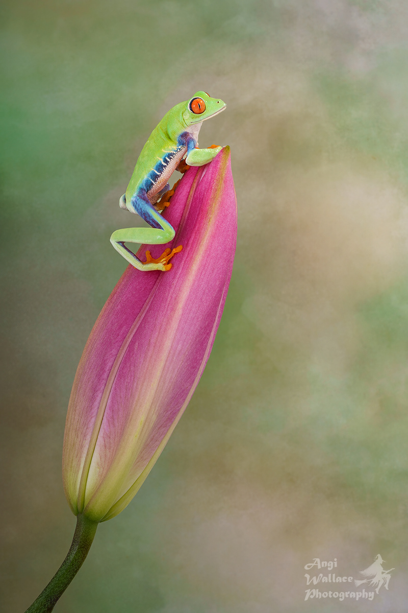 Red eyed tree frog