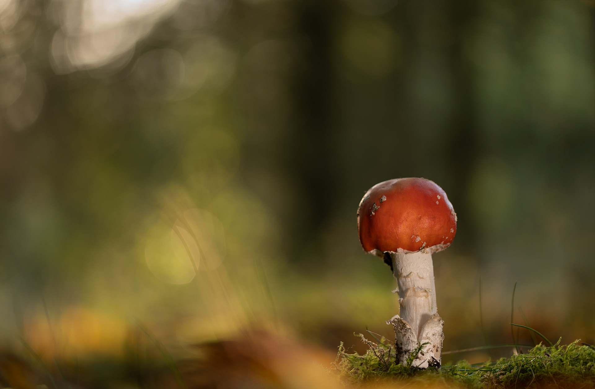 Fly agaric