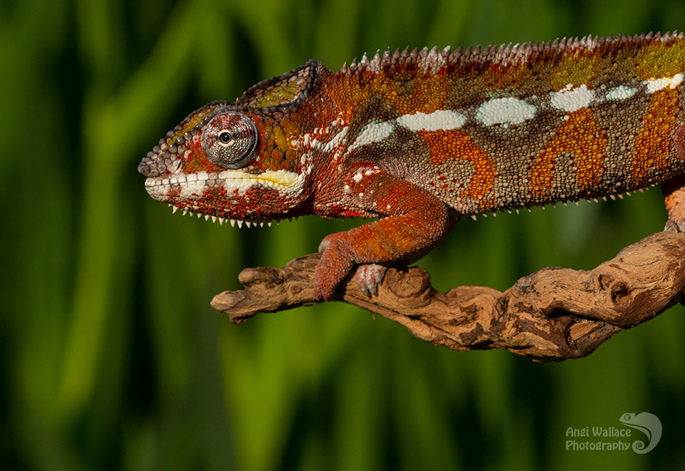 Panther chameleon