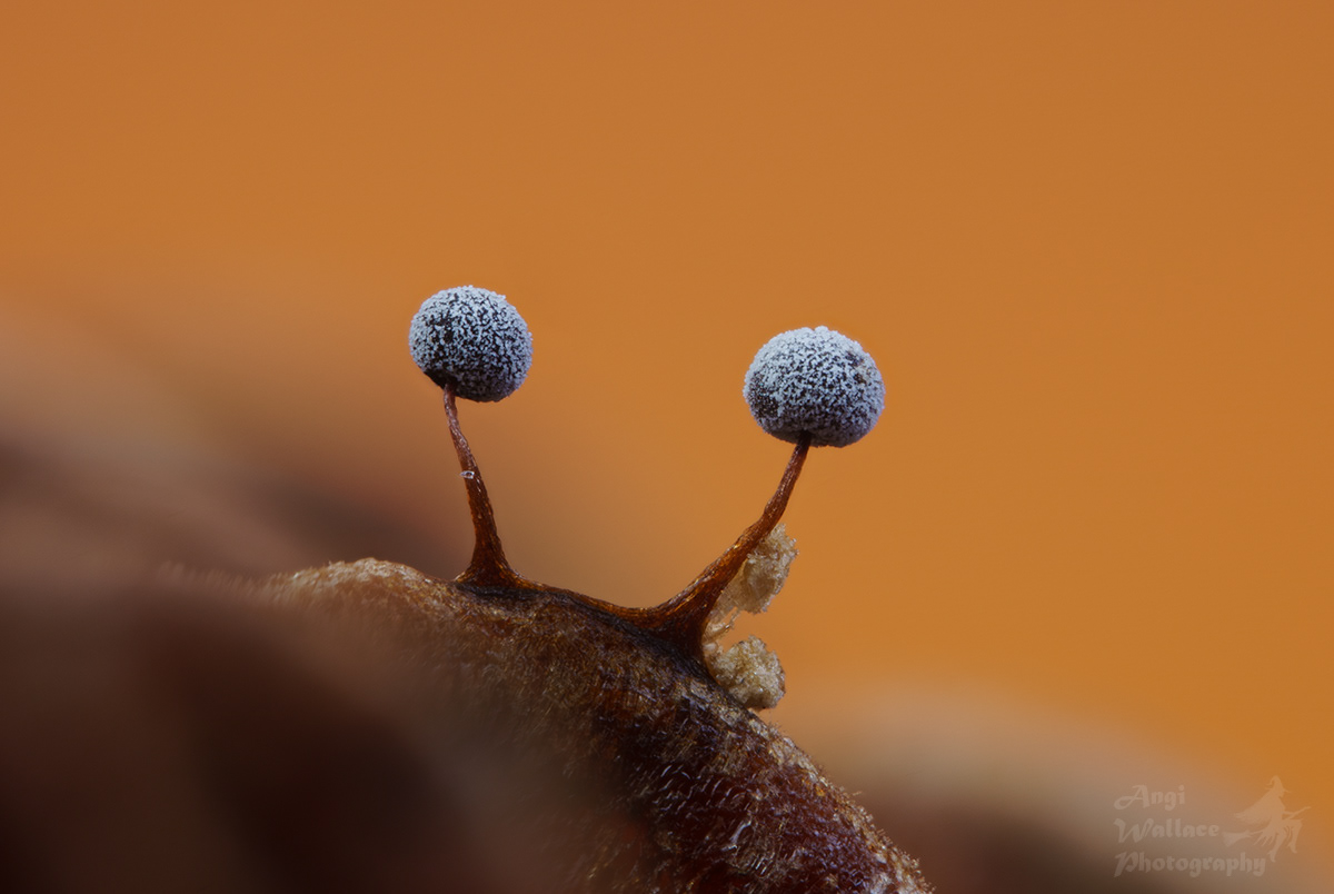 ?Physarum album.