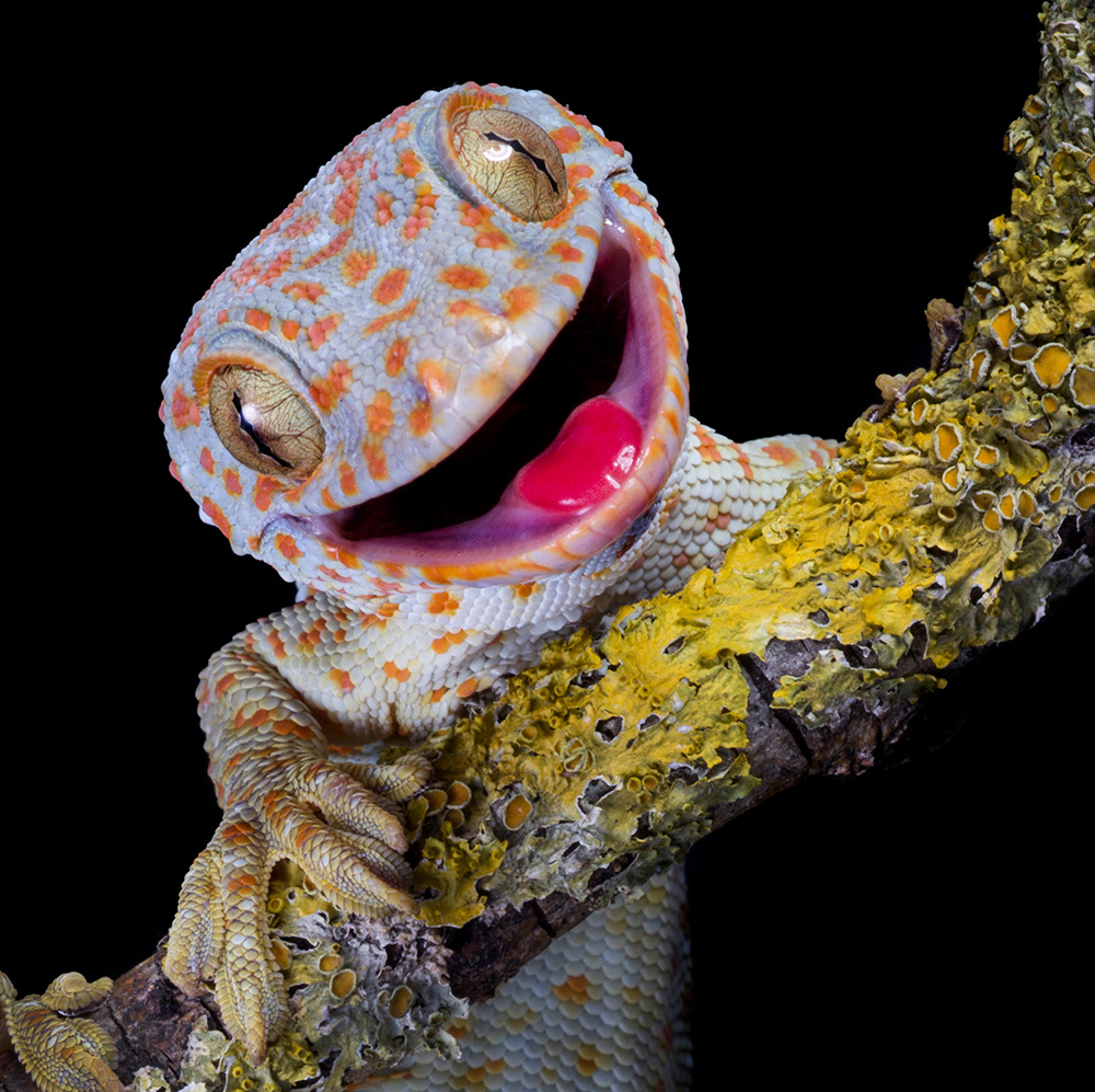 Tokay gecko