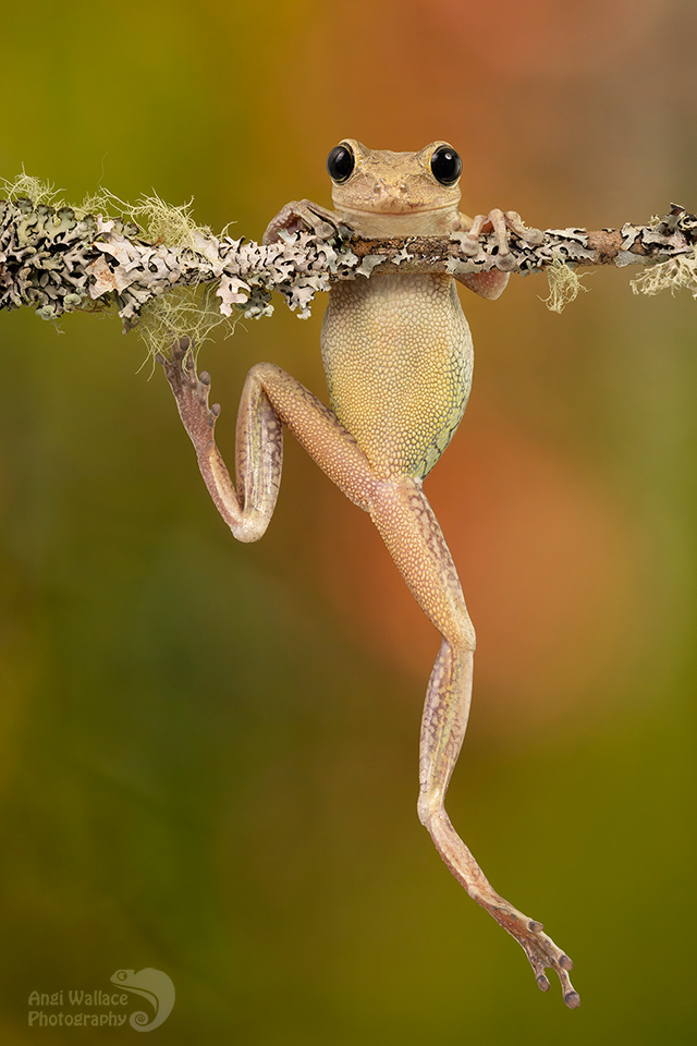 Cuban tree frog 