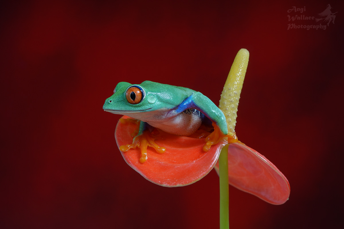 Red eyed tree frog