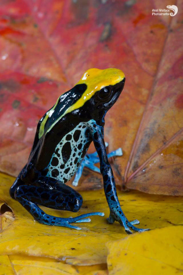 Dart frog