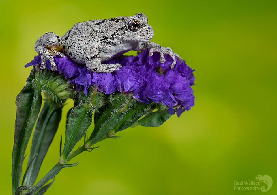 Gray tree frog