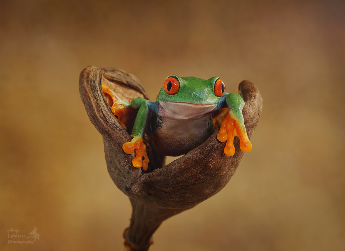Red eyed tree frog