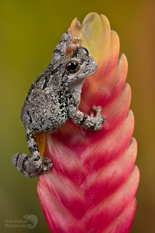 Gray tree frog