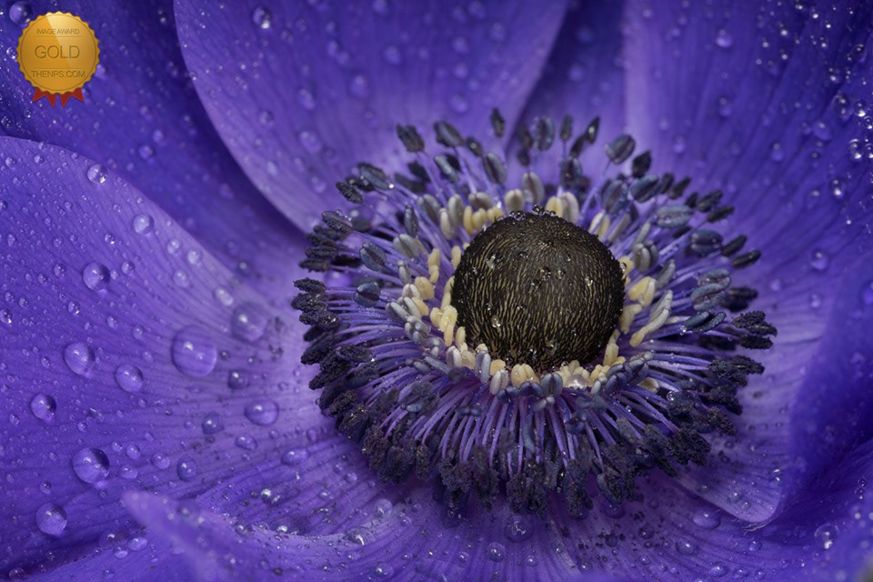 Anemone