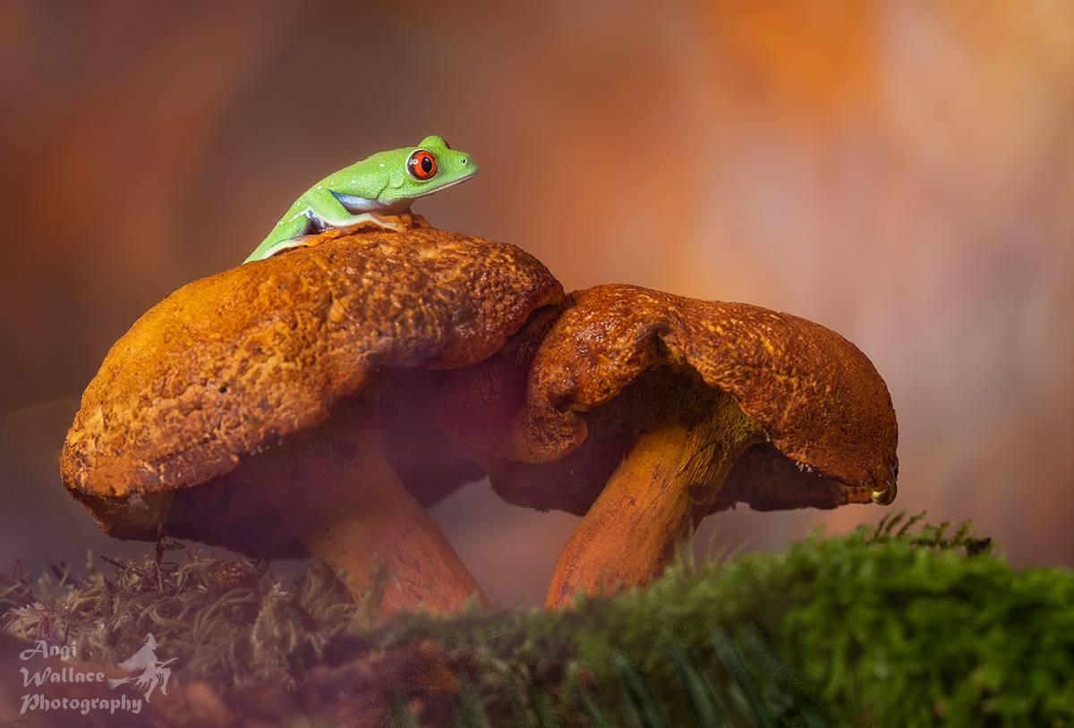 Red eyed tree frog