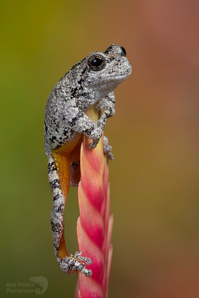 Gray tree frog