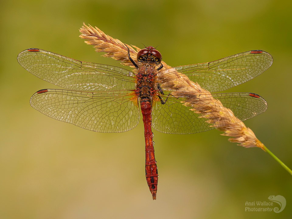 Red Darter
