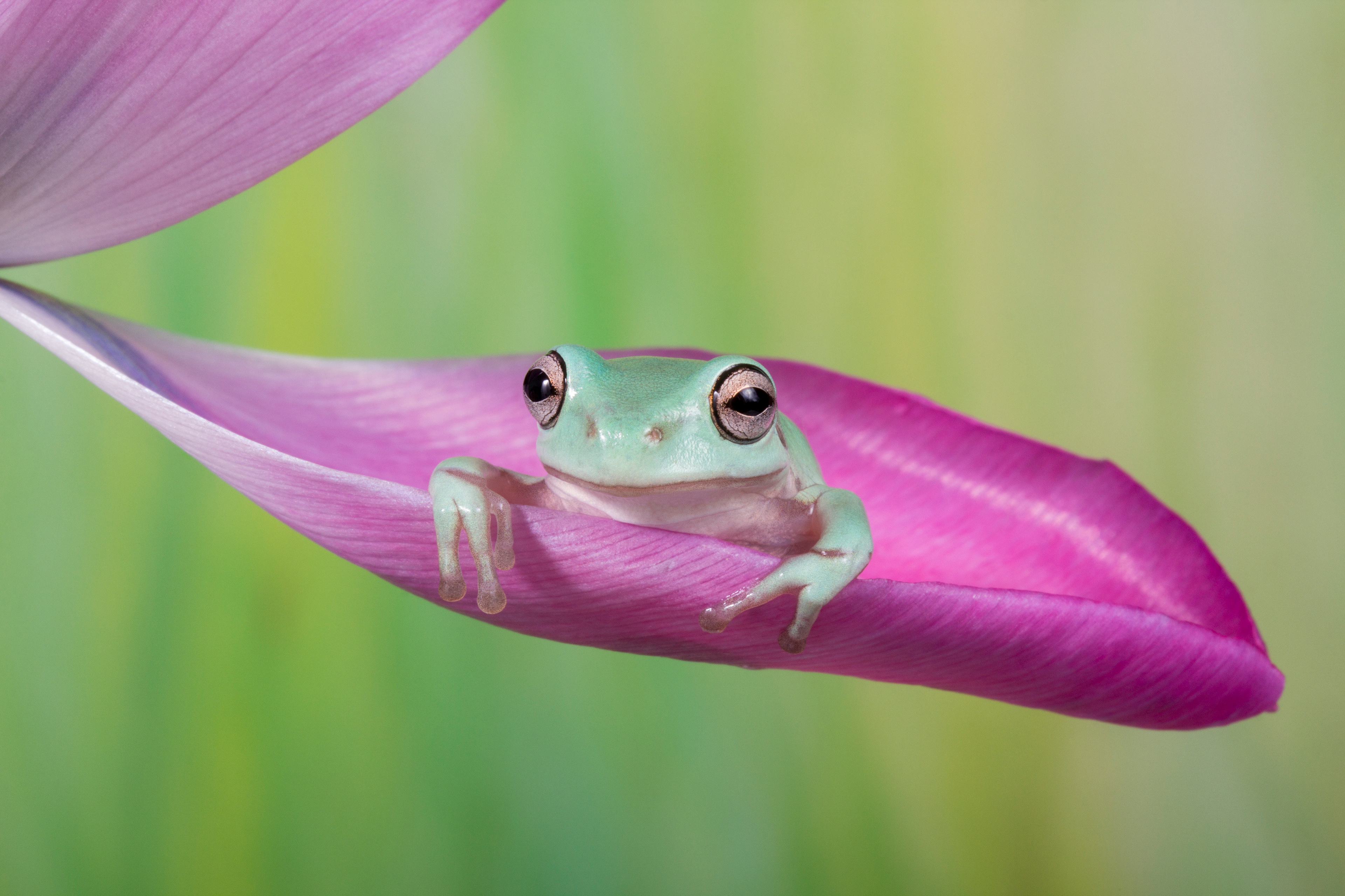 Whites tree frog