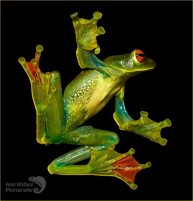 Jade tree frog