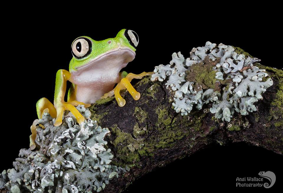 Lemur leaf frog