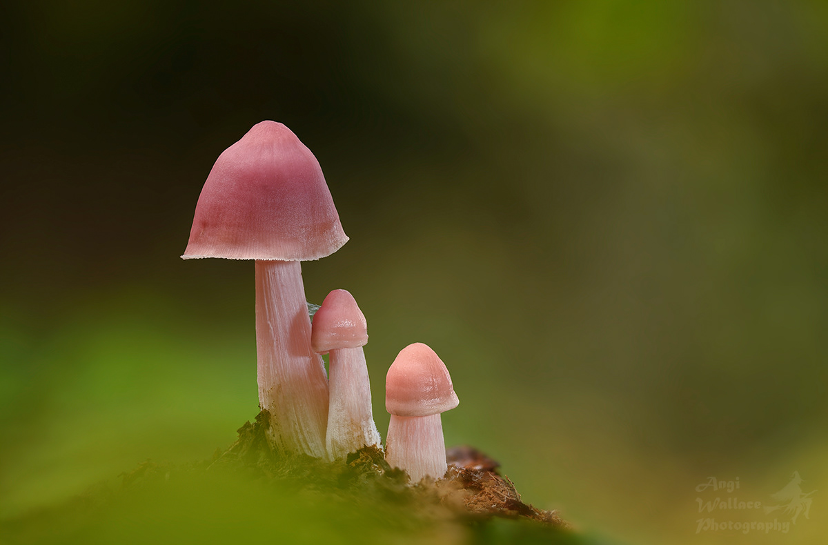 Rosy bonnets