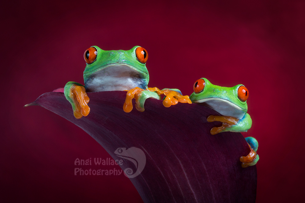 Red eyed tree frogs