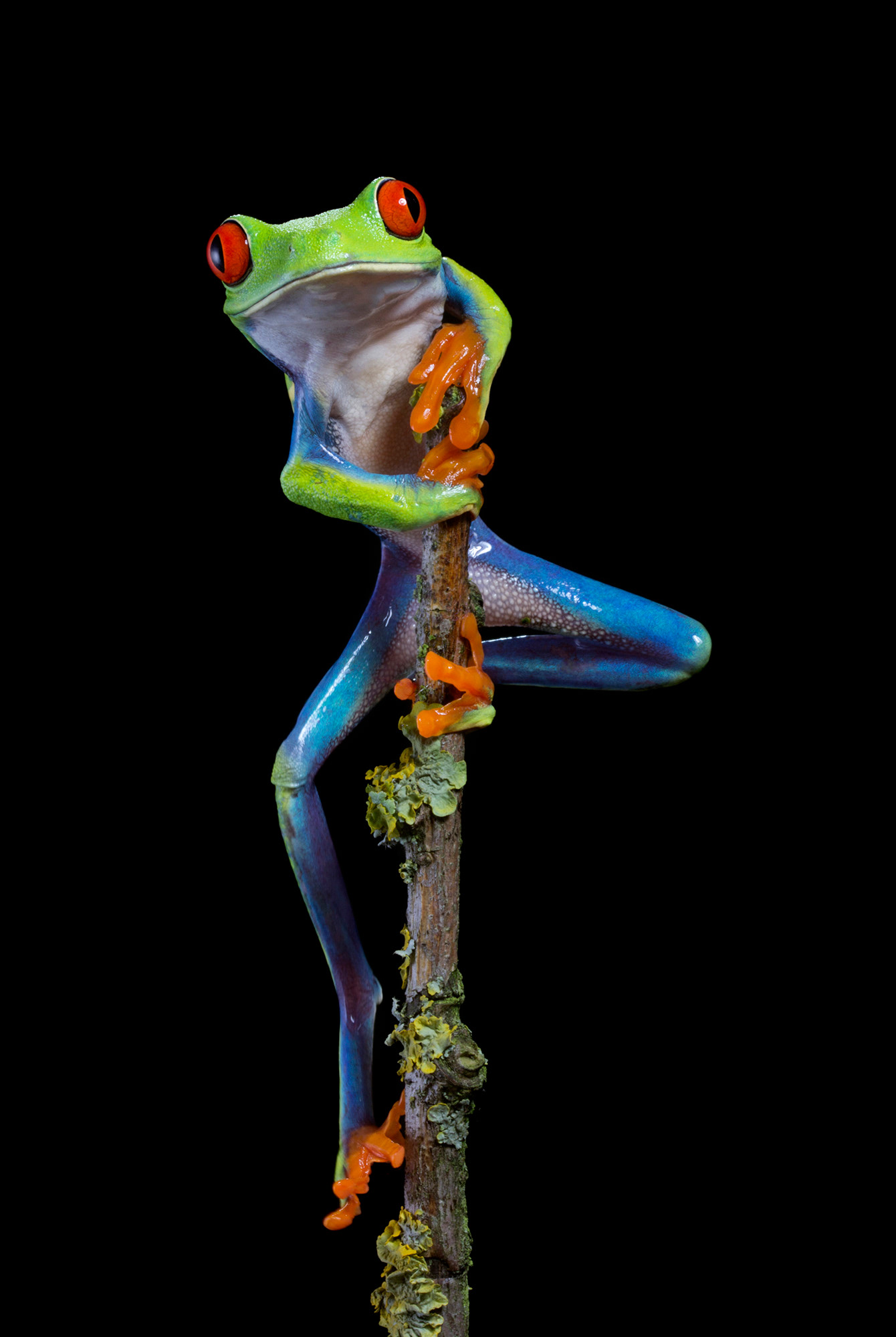 Red eyed tree frog