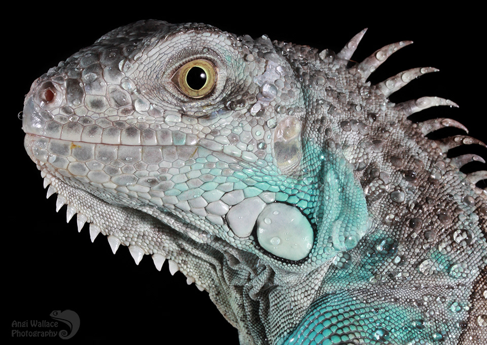 Blue iguana